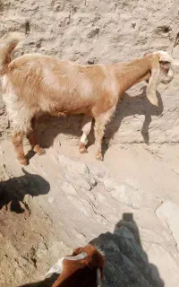 یک بز جوان با یک شنک ماده شیری