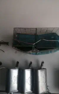 قفس