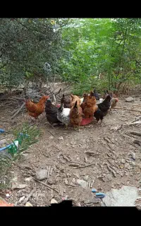 فروش مرغ تخمگذار جوان