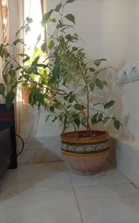 گل  وگیا