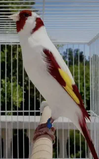 سهره