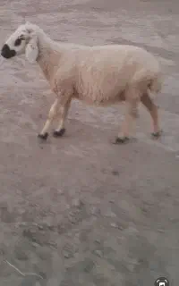 فروش  5 راس گوسفند و بز