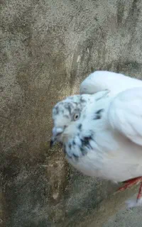 کبوتر گرفته