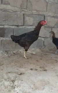 لاری اصیل
