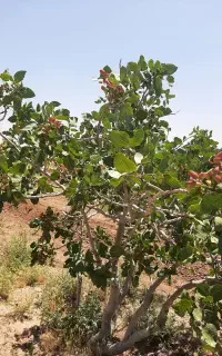 باغ پسته و زراعت