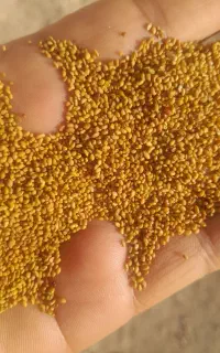 بذر یونجه
