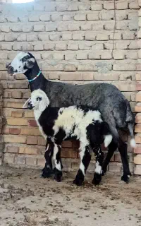 سلام1عددگوسفند دومین شکم با بره پلنگی ماده