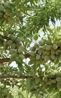 کود ارگانیک / افزایش تناژ و کیفیت محصول/ اصلاح خاک