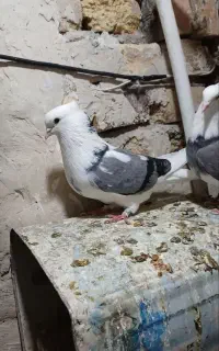 کبوتر رفتنی
