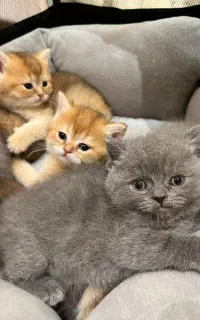 بچه گربه های دارای تاییده و ضمانت سلامت