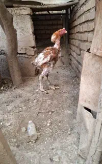 خروس لاری