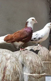 کفتر