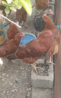 جوجه خروس اذون نگفته مخصوص دوایی