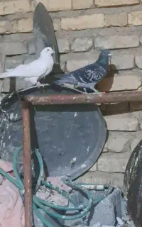 کفتر