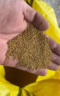 بذر یونجه پابلند صدرصد تضمینی
