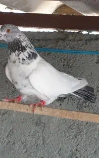 کبوتر دمبی