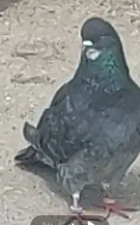 کبوتر