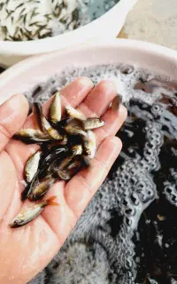 بچّه ماهی کپُور خوزستان
