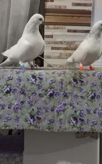 سبز کاکل ماده پولکی