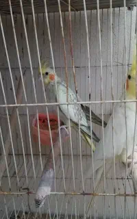 لوتینو ابلق