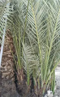 پاجوش  نخل
