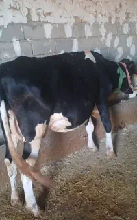 گاو سنگین
