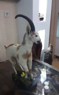 دکوری زیبا