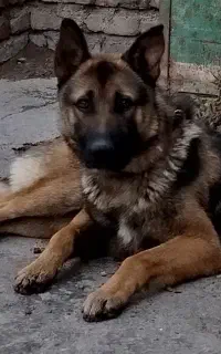 سگ ژرمن شپرد