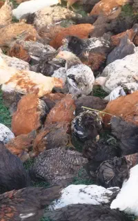 مرغ دم تخم گلپایگان
