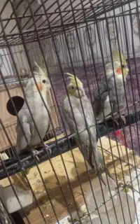 عروس هلندی