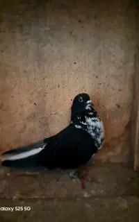 قاره دم سفید