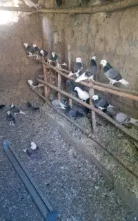 کبوتر پرشی