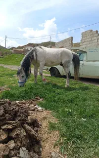 اسب نر قدم