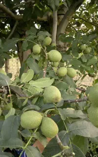نهال گردو اعلاء خوشه ای و خارجی‌اصل
