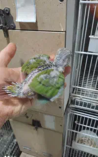 جوجه گرینچیک