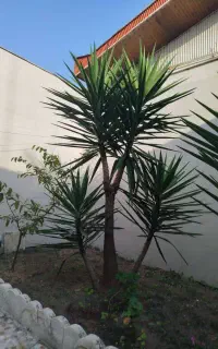 فروش درختچه یوکا ۲متری