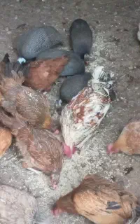 حراج مرغ وخروس محلی
