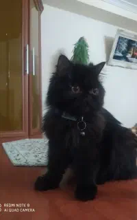 گربه ماده پرشین سوپر فلت ۸ماهه