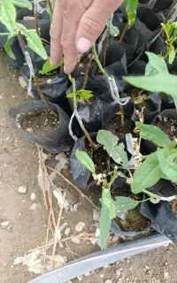بادام‌درختی