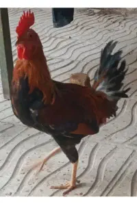دوعدد خروس محلی اصل اصل