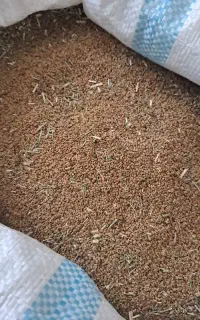 بذرعلف یونجه تخم علف