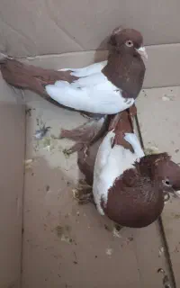 چند جفت کبوتر فروشی