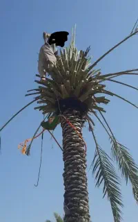 هرس کاری و قطع درختان خشکیده ومزاحم با اره برقی