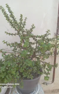چند مورد گل طبیعی