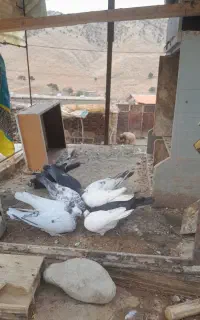 ۹عدد کبوتر درجه یک