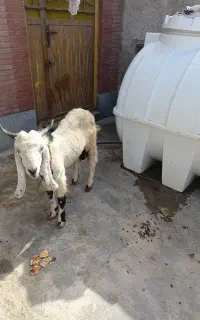 فروش بز نرخوشگل
