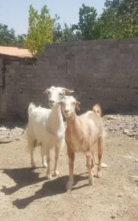 فروش یک بز و بزغاله