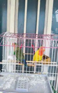 طوطی بریزیلی