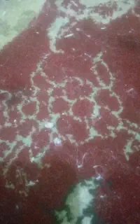 تور حلوایی درحد