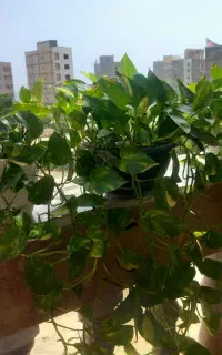 گل طبیعی  ۴ گلدان گل  پتوس